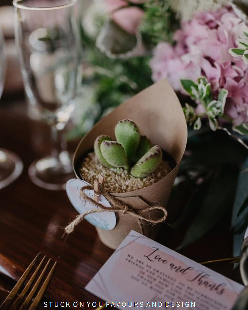 Wrap Sleeve Succulent Wedding Favour - 8cm