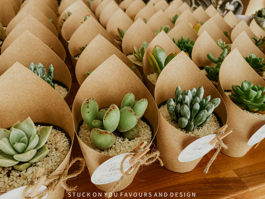Wrap Sleeve Succulent Wedding Favour - 8cm