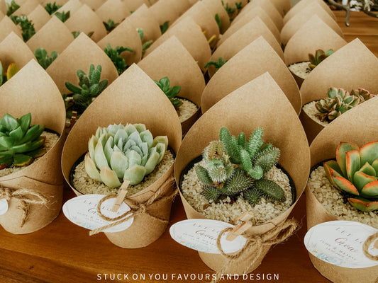 Wrap Sleeve Succulent Wedding Favour - 8cm